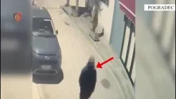 Arrestohet autori i zjarrvënies së dy makinave në Pogradec, në kërkim financuesi Arrestohet autori i zjarrvënies së dy makinave në Pogradec, në kërkim financuesi