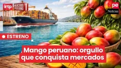 Crece exportación del mango peruano: historias detrás de este cultivo | “Mercado peruano” Crece exportación del mango peruano: historias detrás de este cultivo | “Mercado peruano”